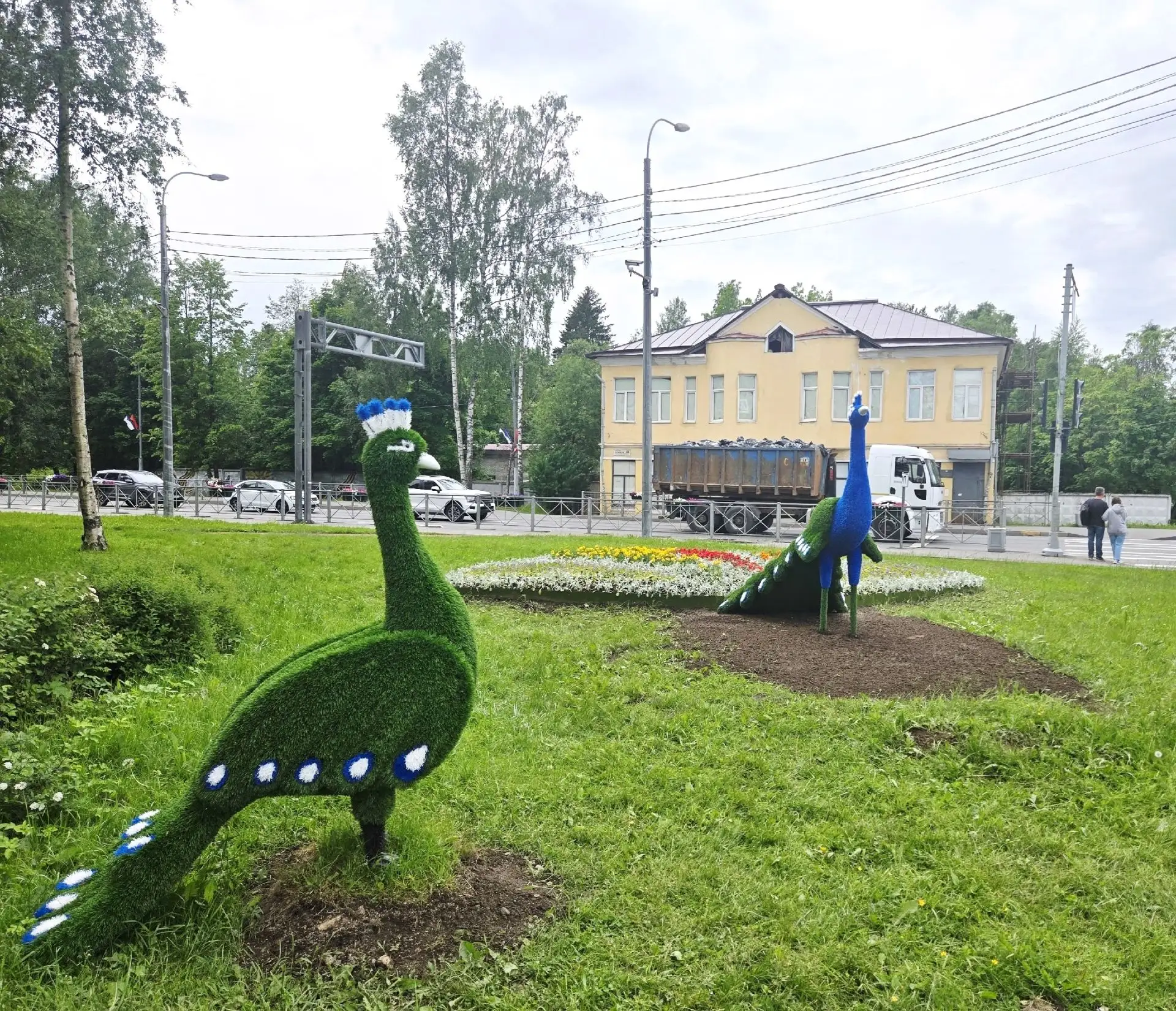 Павлины в Зеленогорске распустили свои хвосты. Петербургской прохлады, ветров и дождей они не боятся