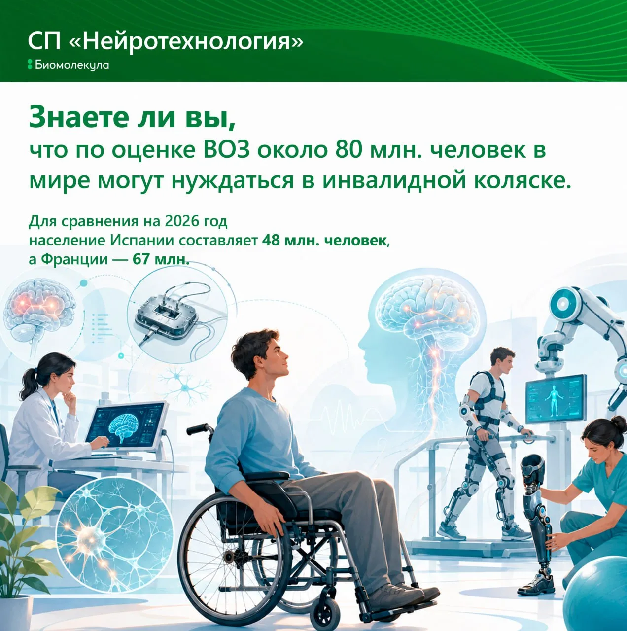 Мышцы, периферические нервы, нервно-мышечные синапсы, спинной мозг, кора головного мозга, мозжечок, 