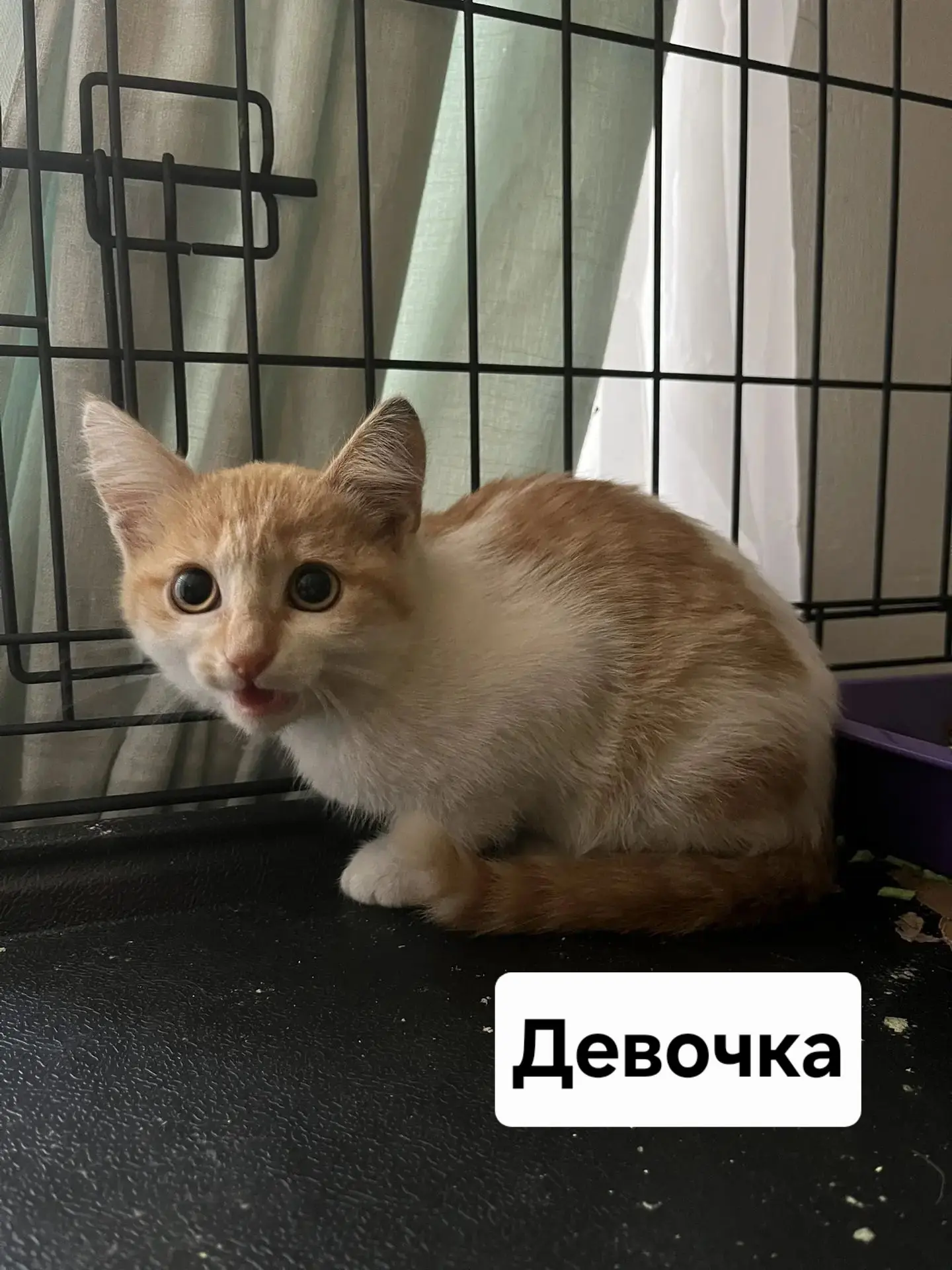 🐈 Котята в поисках дома, примерный возраст 3,5 месяца