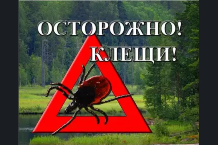 Рубрика : Медицинский ликбез  на тему : ".Осторожно клещи"
