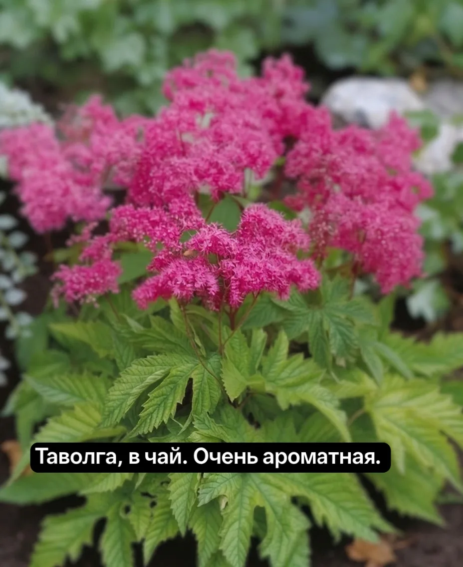 "ВАУ" РАСПРОДАЖА. Все по 250₽..