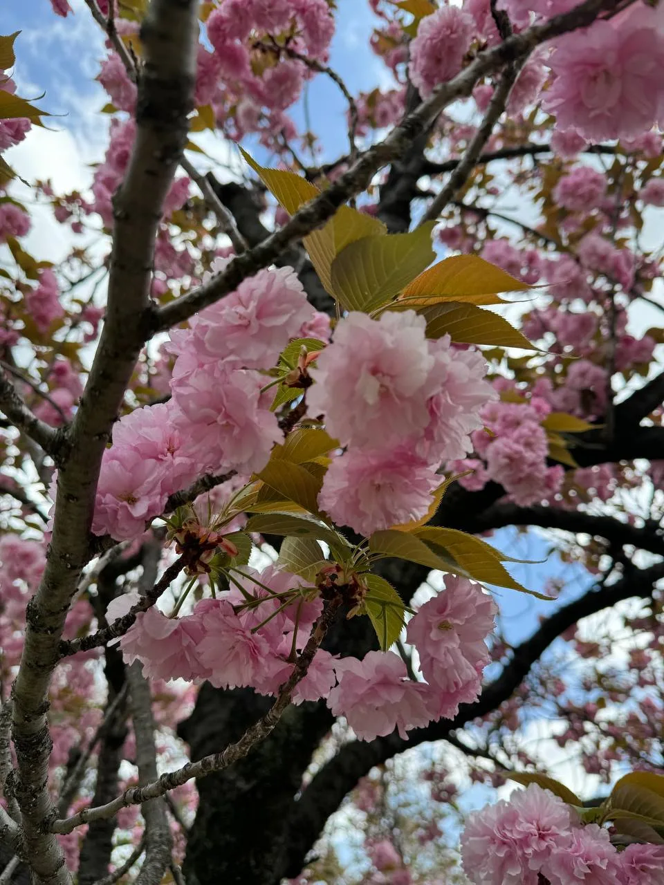 🌸 🇯🇵 ЯПОНИЯ - летим на цветение Сакуры