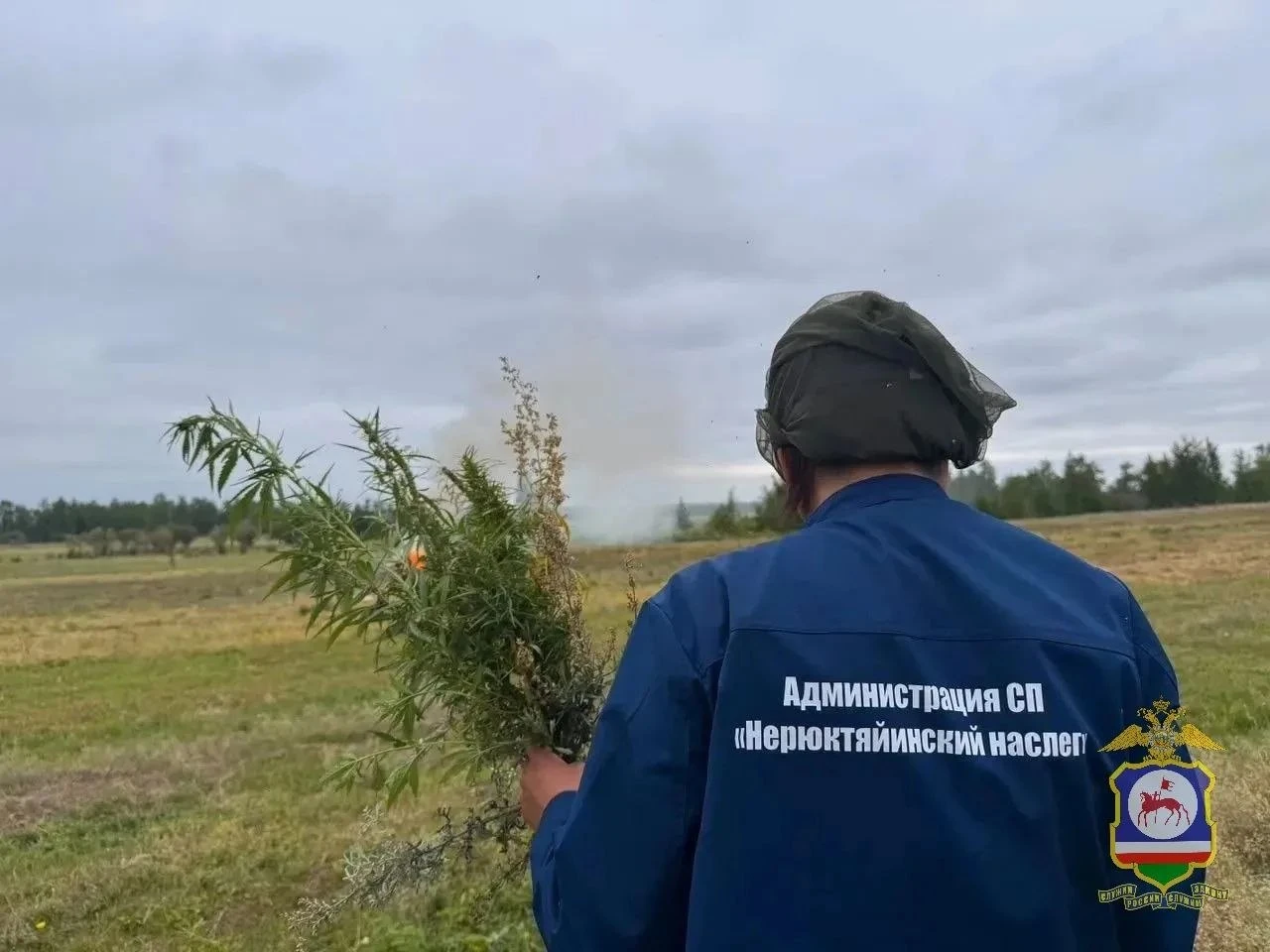 В Якутии уничтожено 8 тонн дикорастущей конопли