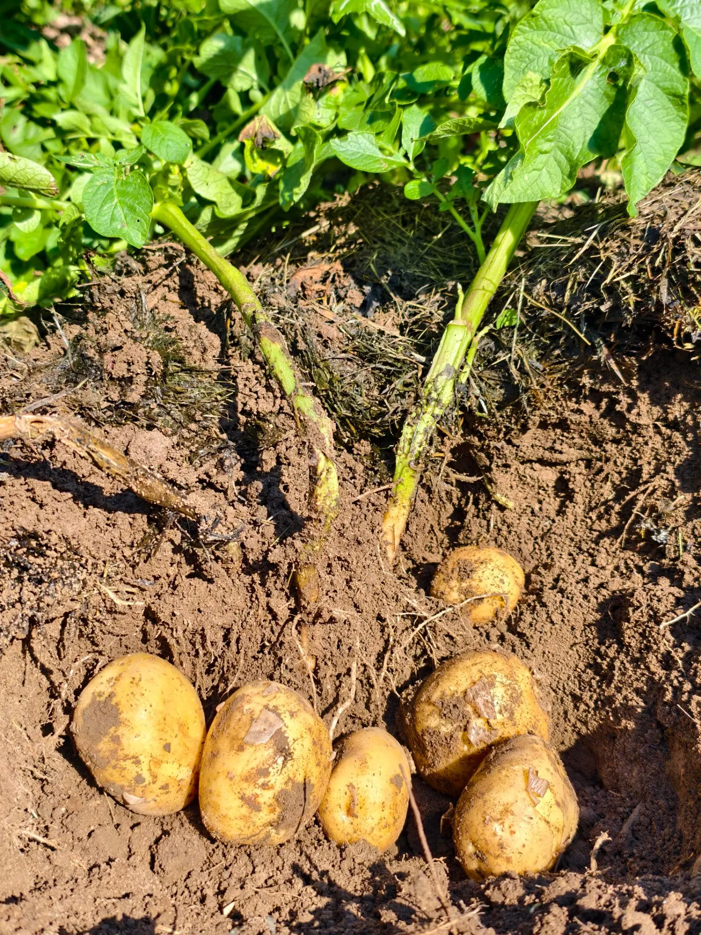 🥔 Первый молодой картофель этого сезона!

Сегодня, 11 июля, мы начинаем копать и пробовать первый у