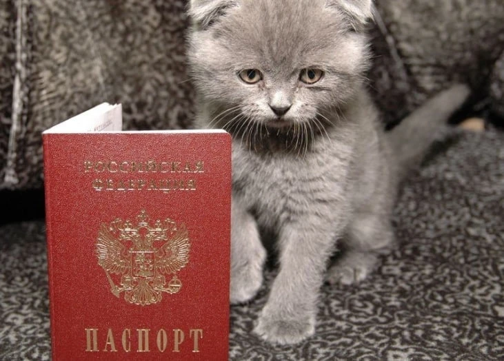 📄Форма 9: зачем нужна и где получить?