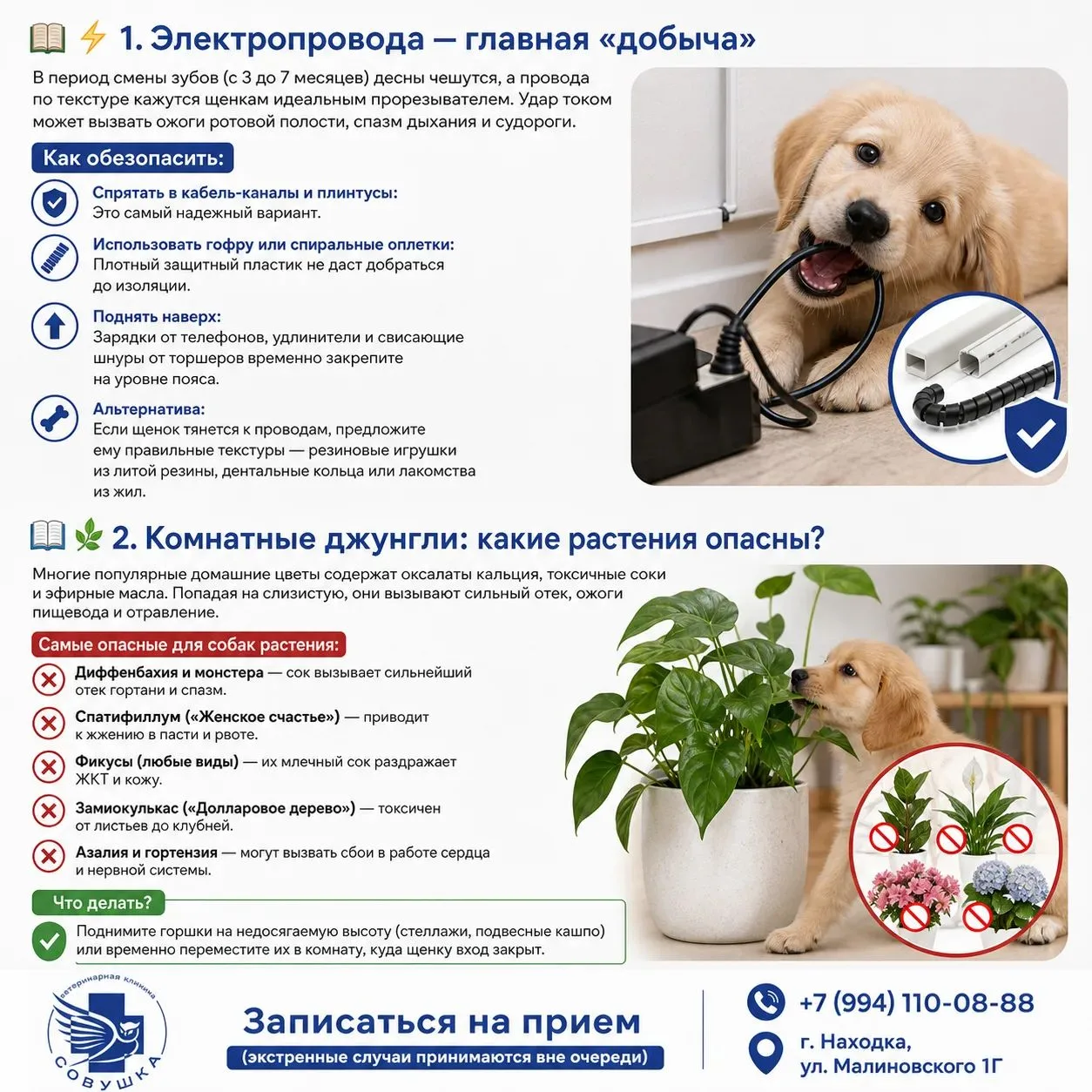 🐾 «Операция "Безопасный дом"»: готовим квартиру к появлению щенка 🐶