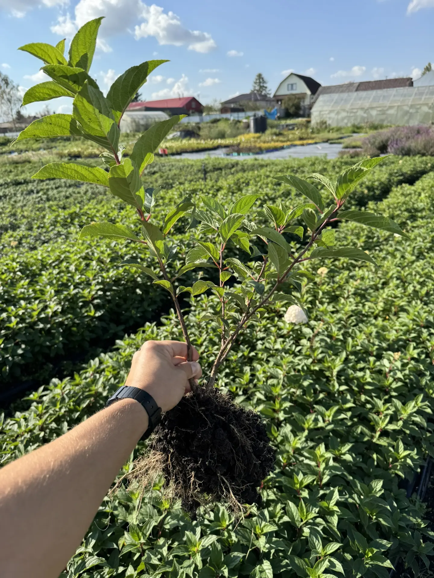 Друзья, всех приветствуем! 😊🌿