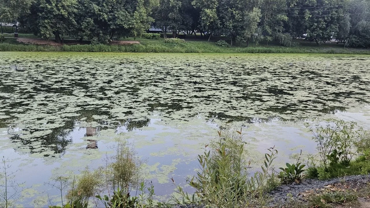 Конный пруд полностью зарос, воды практически не видно.
