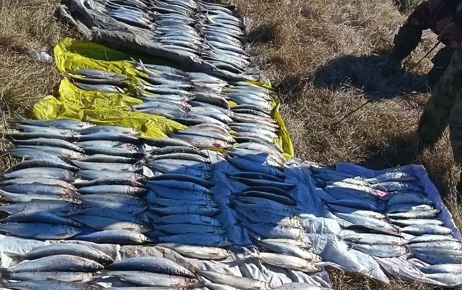 😱 В Бурятии поймали браконьеров с омулем на 3 млн рублей