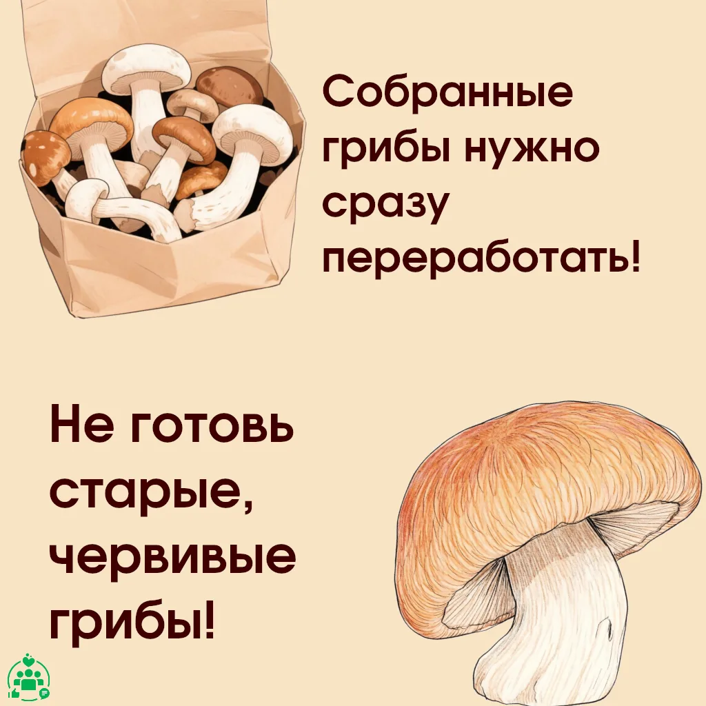 В настоящее время идёт сезон активного сбора лесных грибов, участие в котором принимают...