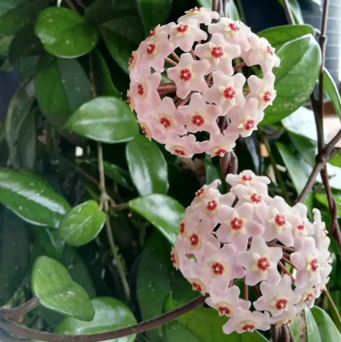 🌸 Хойя мясистая — секрет пышного цветения
