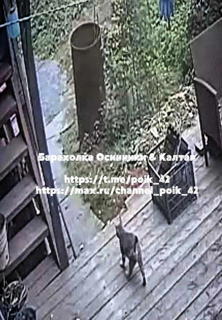 Незваный гость 🐾