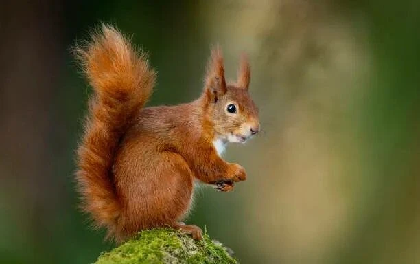 🐿️ 21-летняя девушка пострадала от укуса белки в лесу под Красногорском