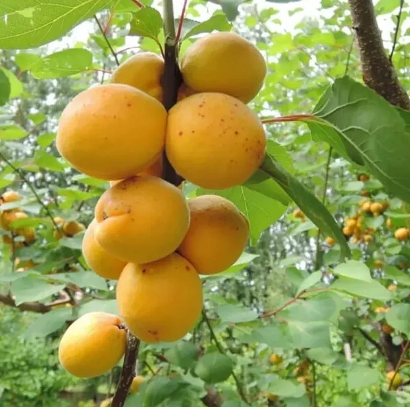 🍑 Абрикос Десертный — хрустящее чудо для средней полосы

Забудьте о мягких и волокнистых плодах. Со