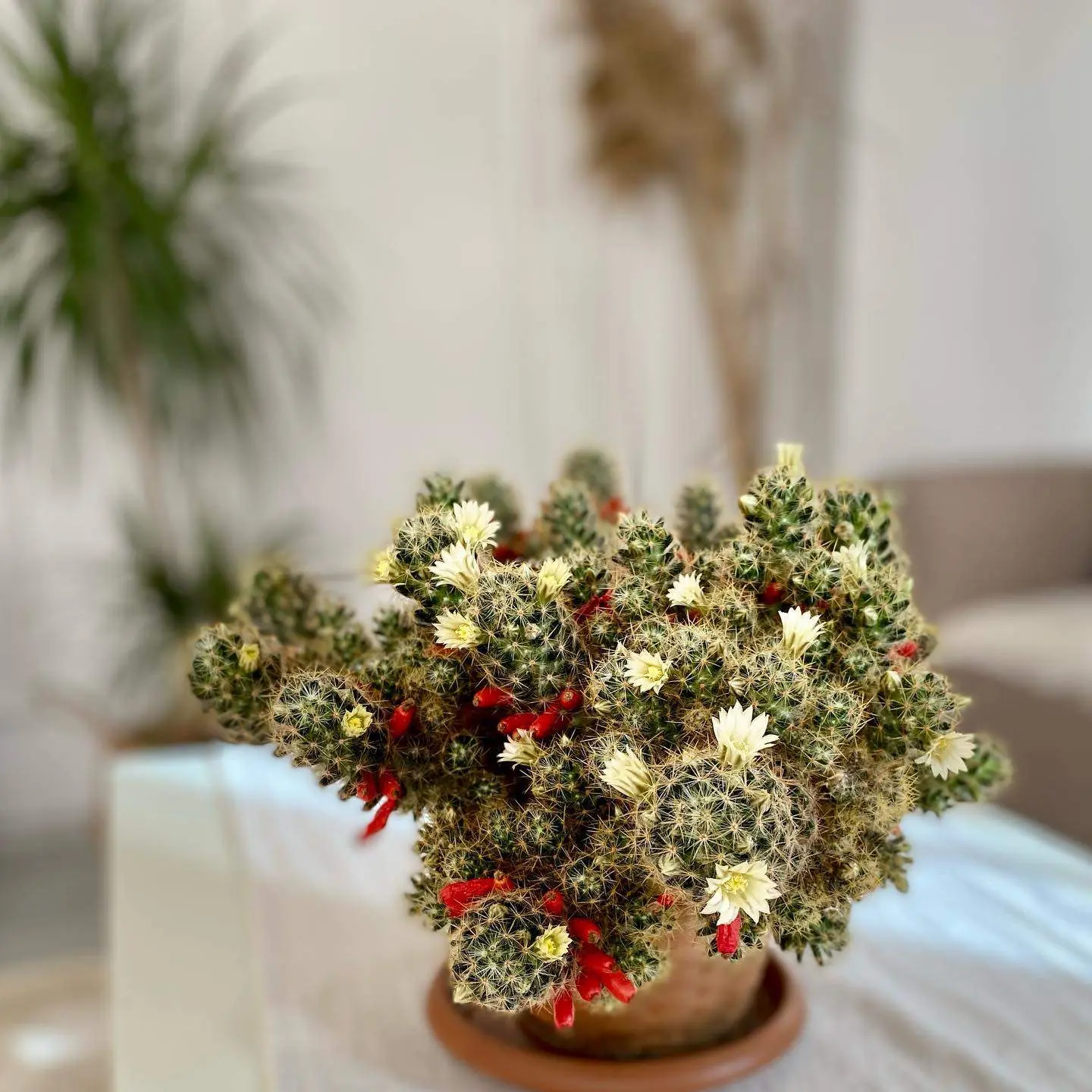 🌵 Маммиллярия — неприхотливый и необычный кактус для домашнего выращивания. Крошечные ...