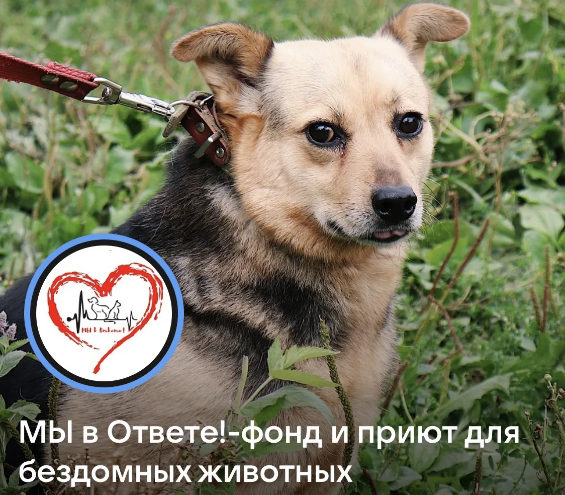 🐾 ДОБРЫЕ ДЕЛА: ПОМОЖЕМ ХВОСТАТЫМ ДРУЗЬЯМ ВМЕСТЕ!