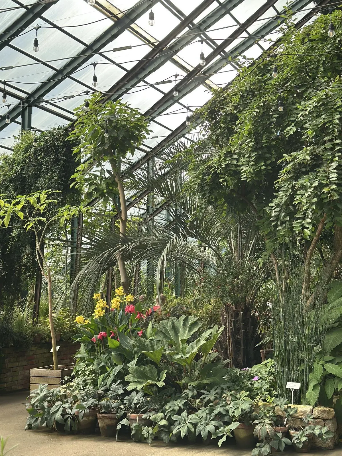 🌿 Легендарная Викторная оранжерея открывается в «Аптекарском огороде»