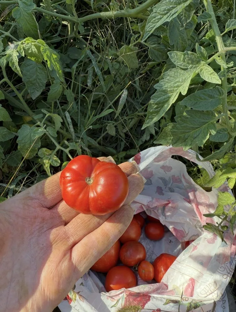 Томатная паста: не просто соус, а поддержка для мозга    https://martvestnik.ru/tomatna...
