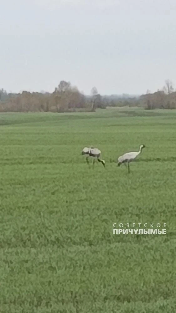 Наша подписчица восхищается красотой природы и просит беречь ее  "Уже месяц радуют нас на полях Крас