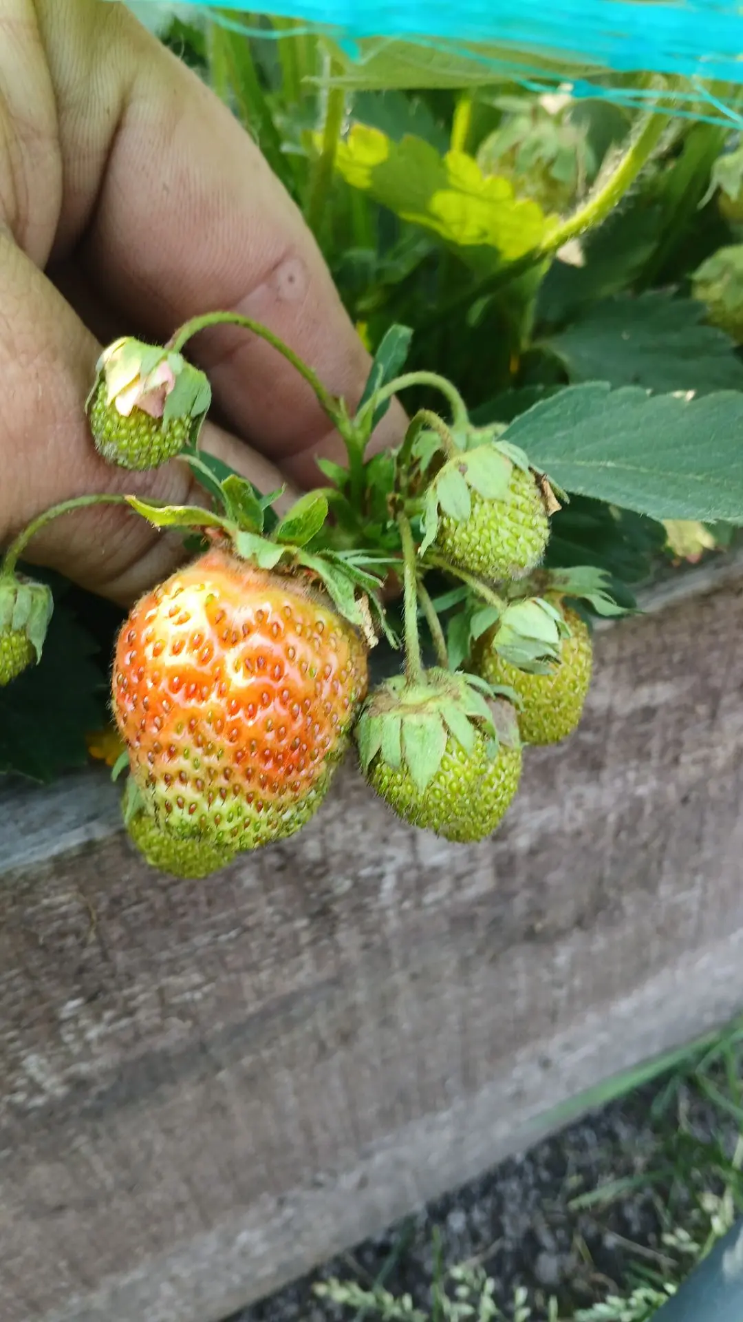 Земляника с молоком! 🍑