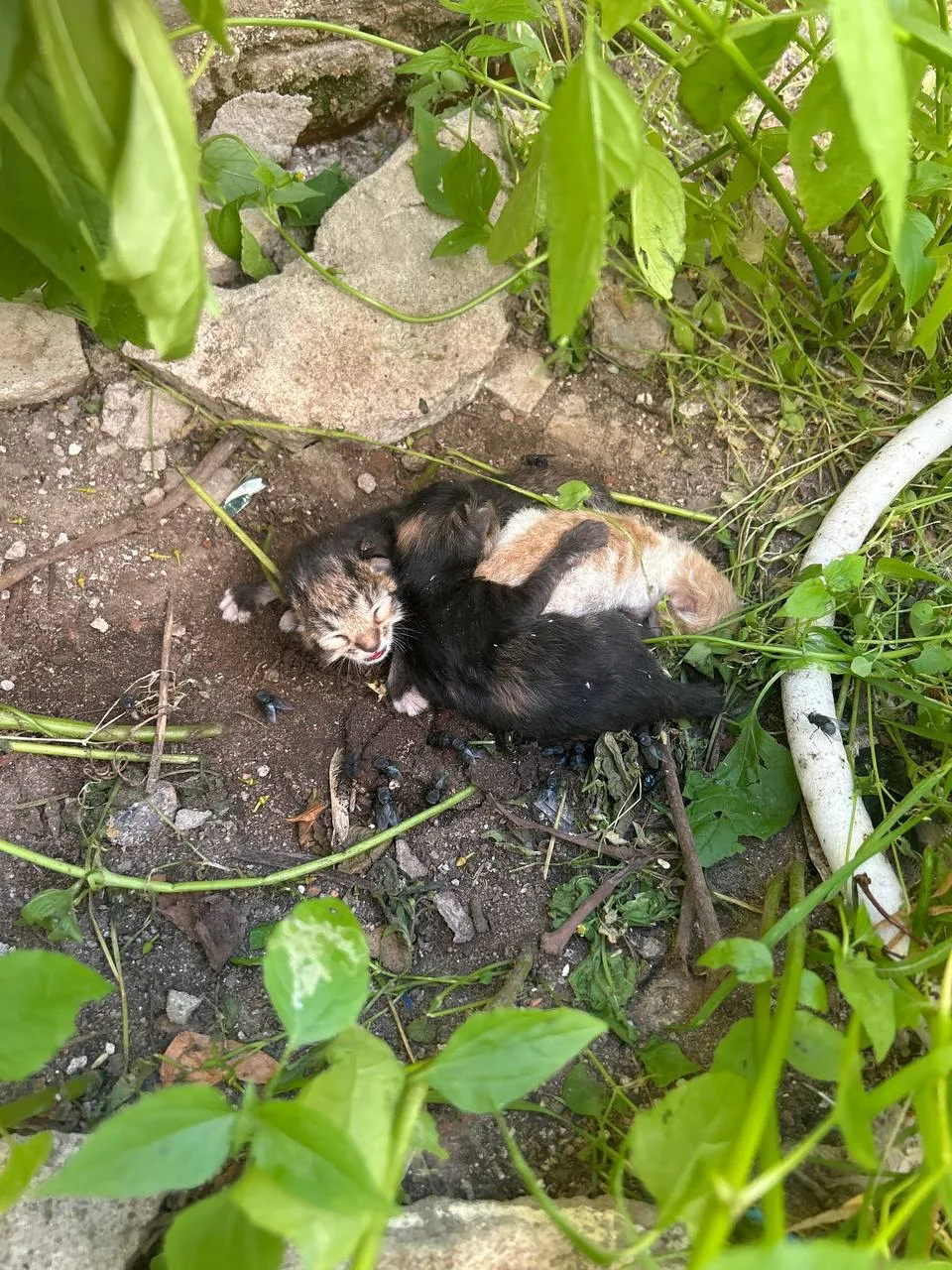 Во дворе Зверинской улицы 17, сегодня, 28 июля, кошка родила 3 котят. Она от них отказалась, даже не