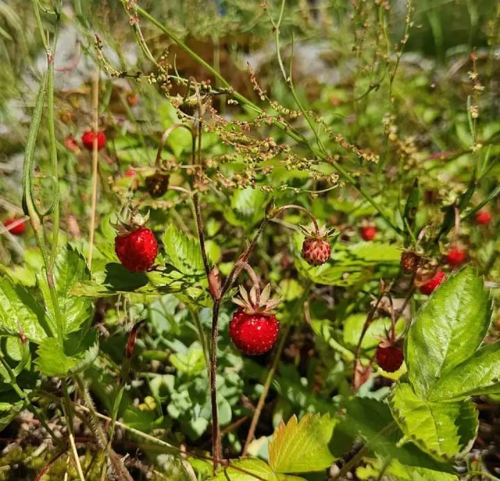 🍓Сезон земляники начался в Ленобласти.

Лесная земляника уже созрела на опушках и вырубках. Однако 