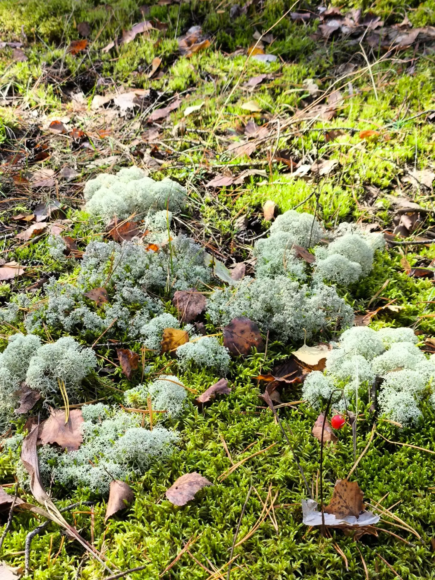 Тихая охота в Марийском лесу 🍄🌲