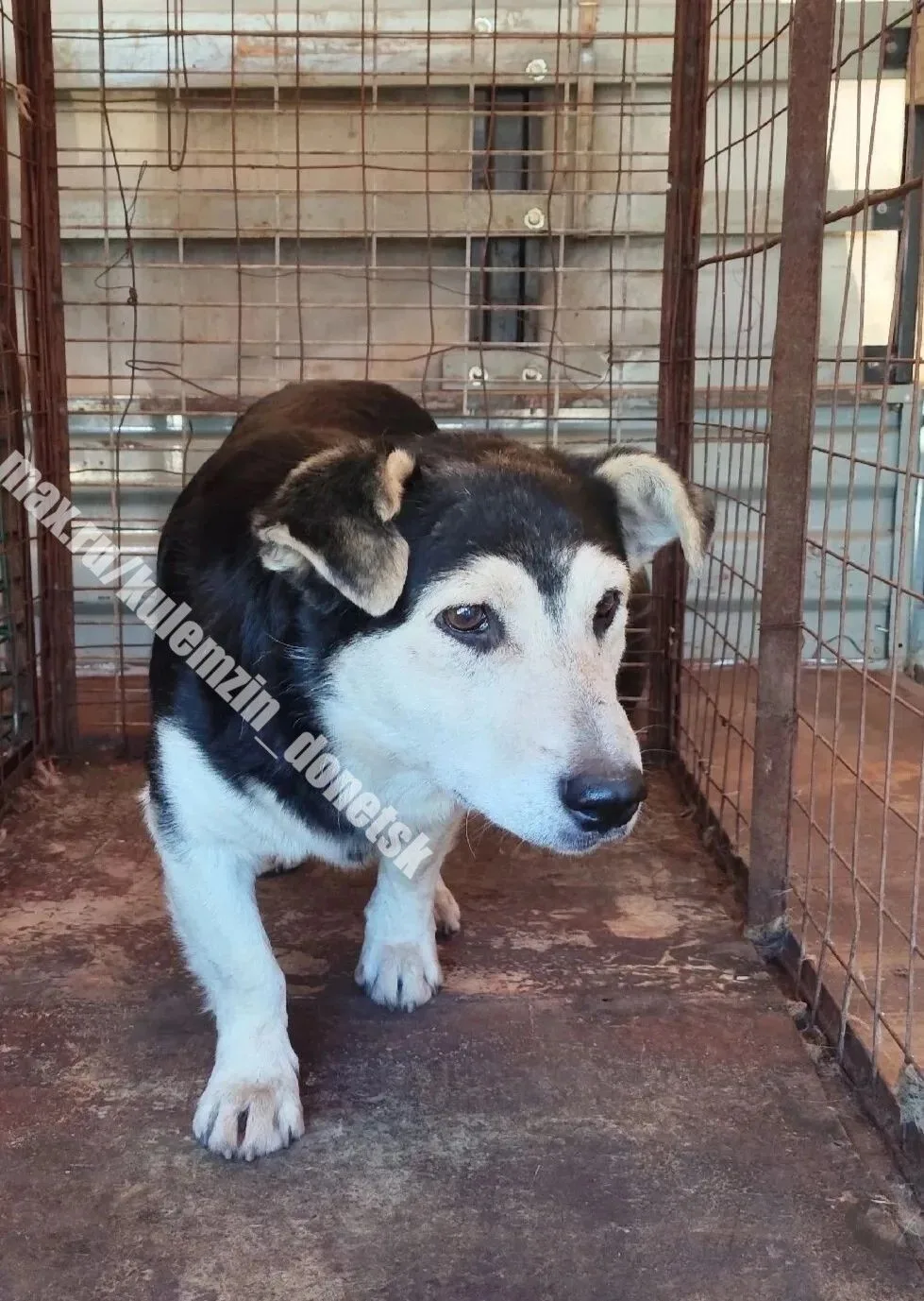 📌 Специалисты муниципального предприятия «Животные в городе» продолжают активную работ...
