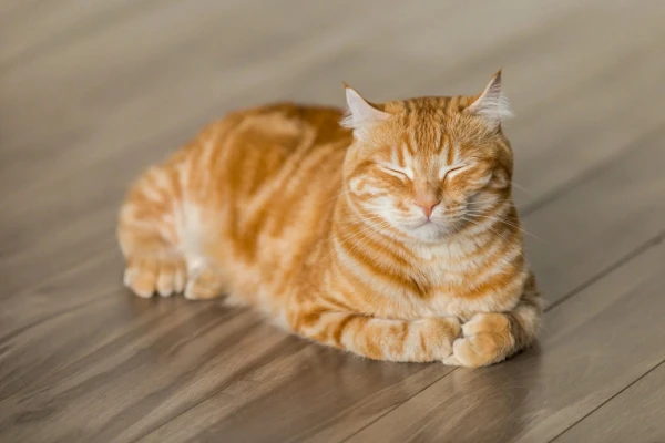 📰 Коты и онкология
