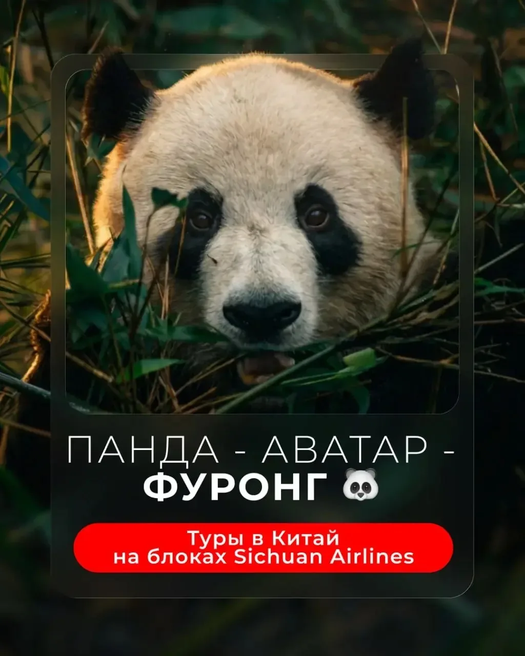 🐉 Панда - Аватар - Фуронг — путешествие в мир, где природа кажется фантастикой