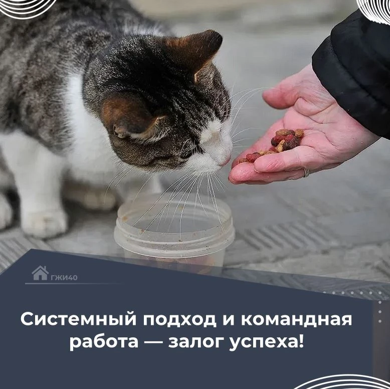 🐈Кошки во дворе: как решить конфликт с соседями?