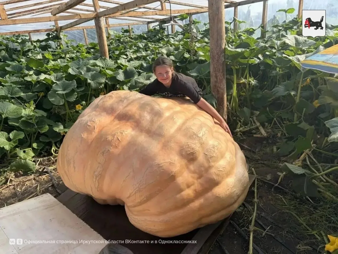 🙌 12-летний житель Иркутской области вырастил 800-килограммовую тыкву