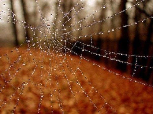 Бүген әбиләр чуагын озатабыз, иртәгәдән чын көз башлана🍂🌧️