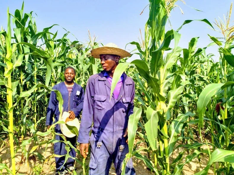 🇳🇬🌾 Нигерия создаёт комиссию по расследованию проблем с экспортом сельхозпродукции