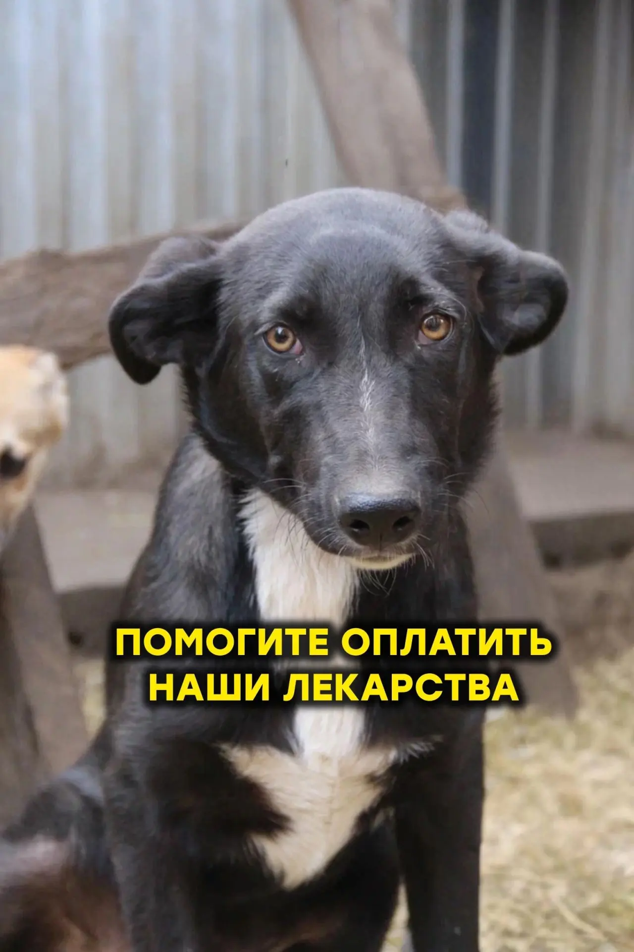 Друзья, помогите закрыть сбор на лекарства💊 От него зависит ЖИЗНЬ животных!