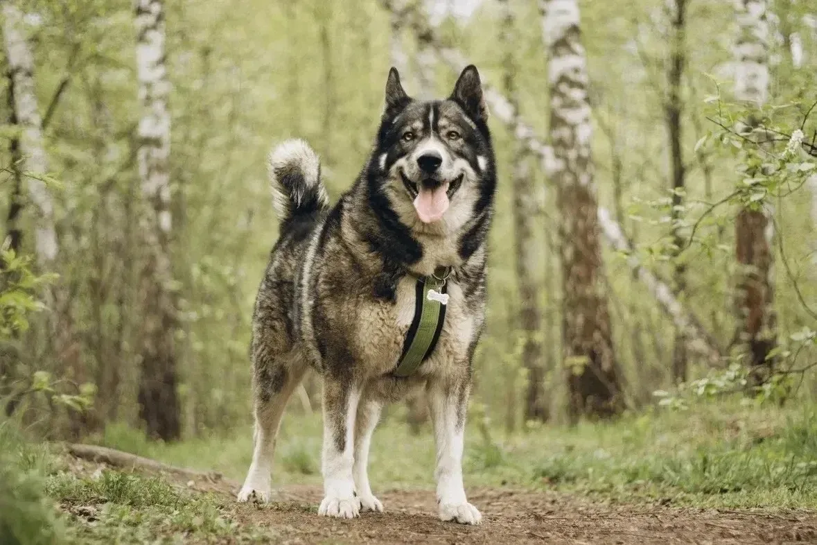 🐶 Бастиан ищет дом