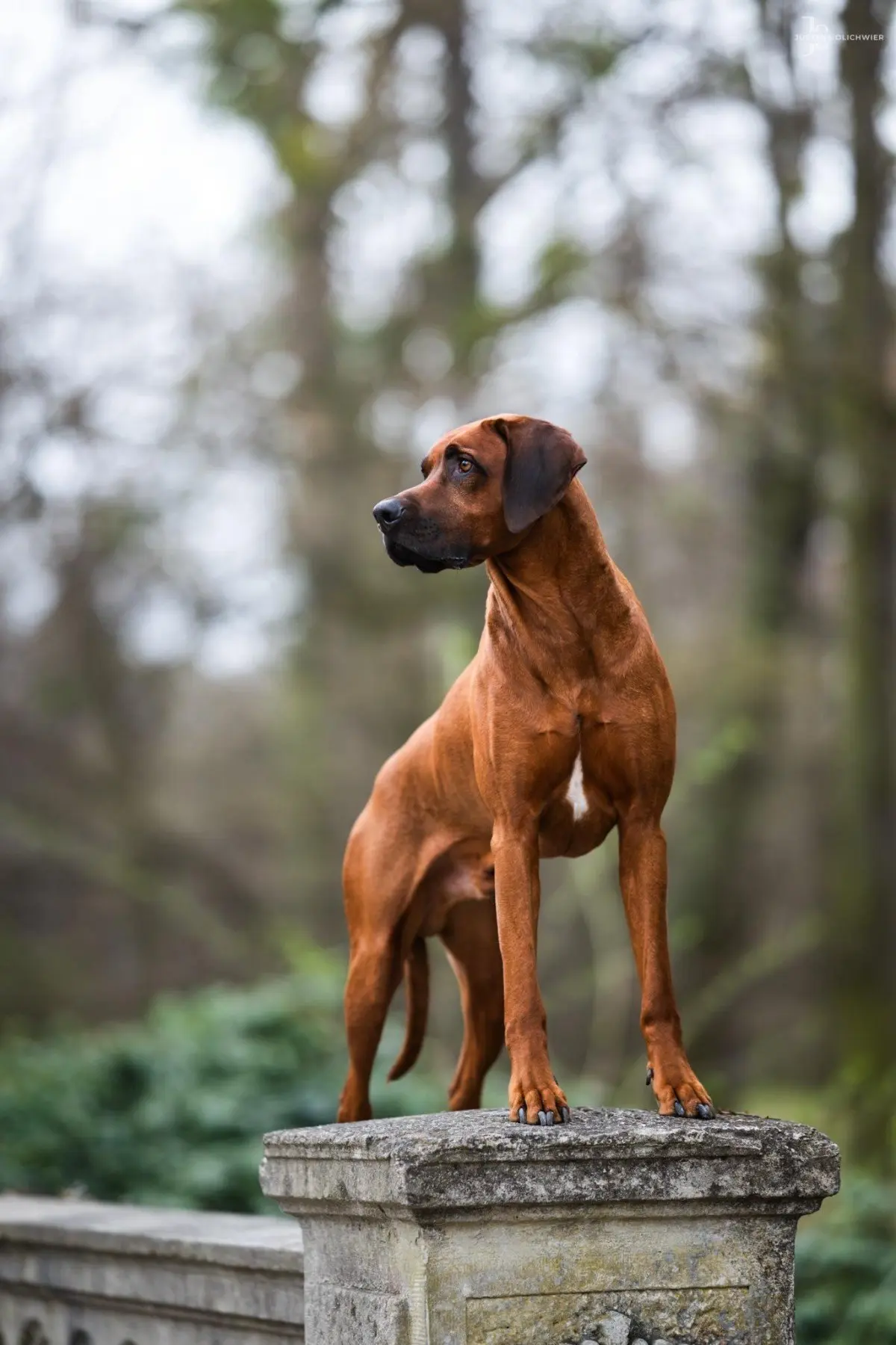 ⚡фотовау ⚡  родезийский риджбек ⚡️breedsinfo ⚡️dogmem