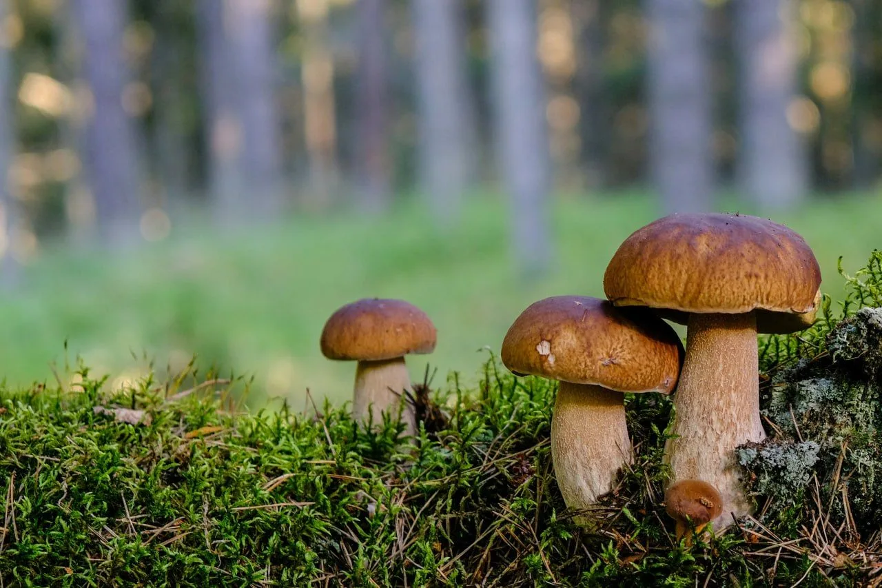 🌲 Настоящий суперфуд из леса — это боровик