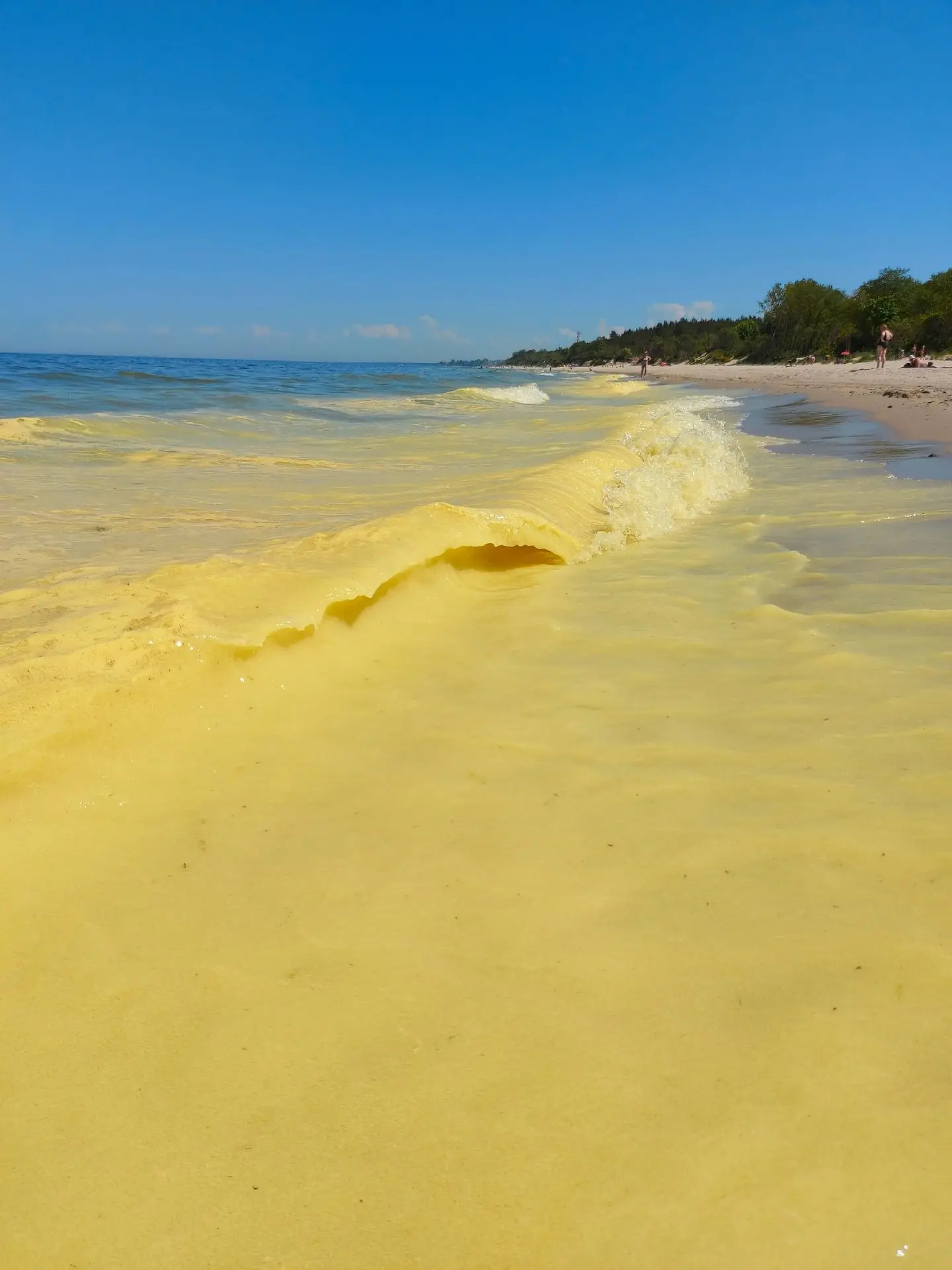 Балтийское море окрасилось в ярко-жёлтые краски 🤯💛