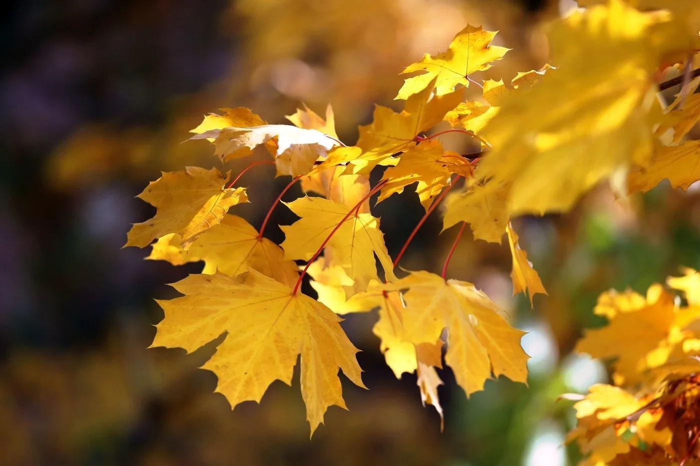 Всем доброе утро 🍂