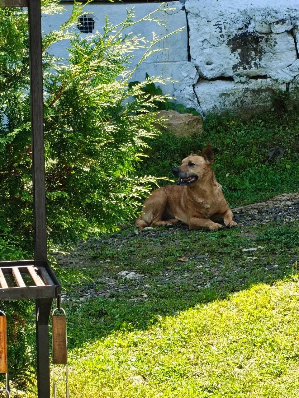 🌭 Великая сарделечная драма