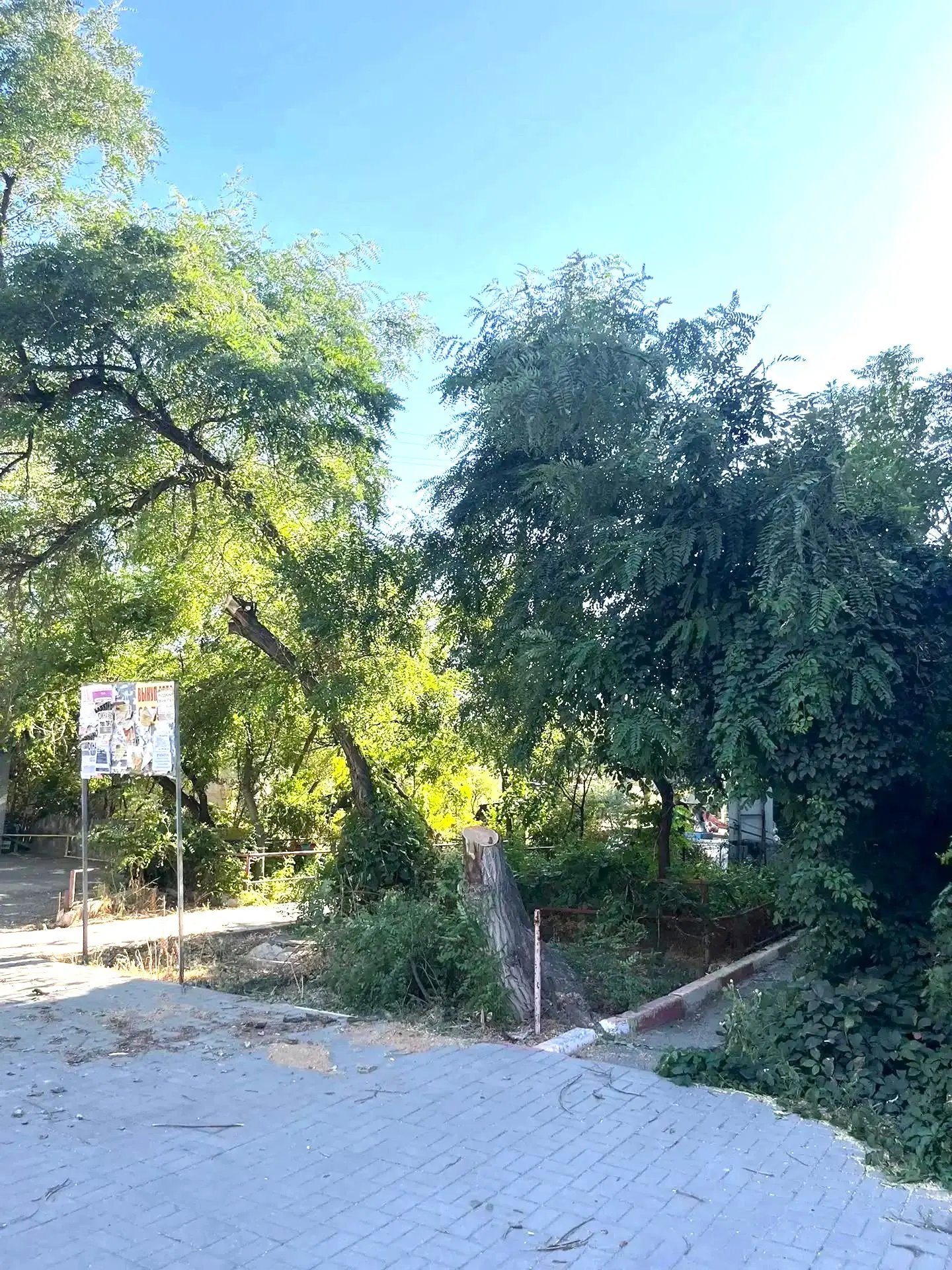 К новости «Никаких преград 🌳»
