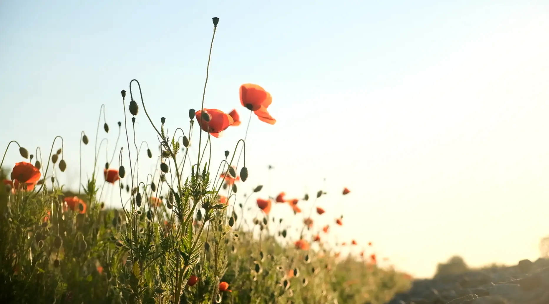 Доброй субботы, любимый город-герой! ❤️

Сегодня в Керчи прогнозируется переменная облачность: ночью