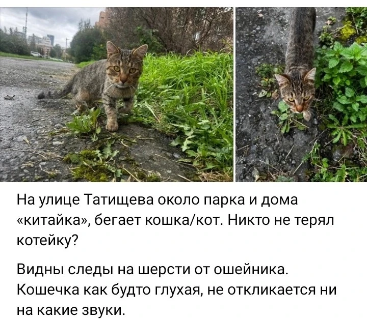 Замечена кошка /кот, камышовый окрас (Екатеринбург, Виз)