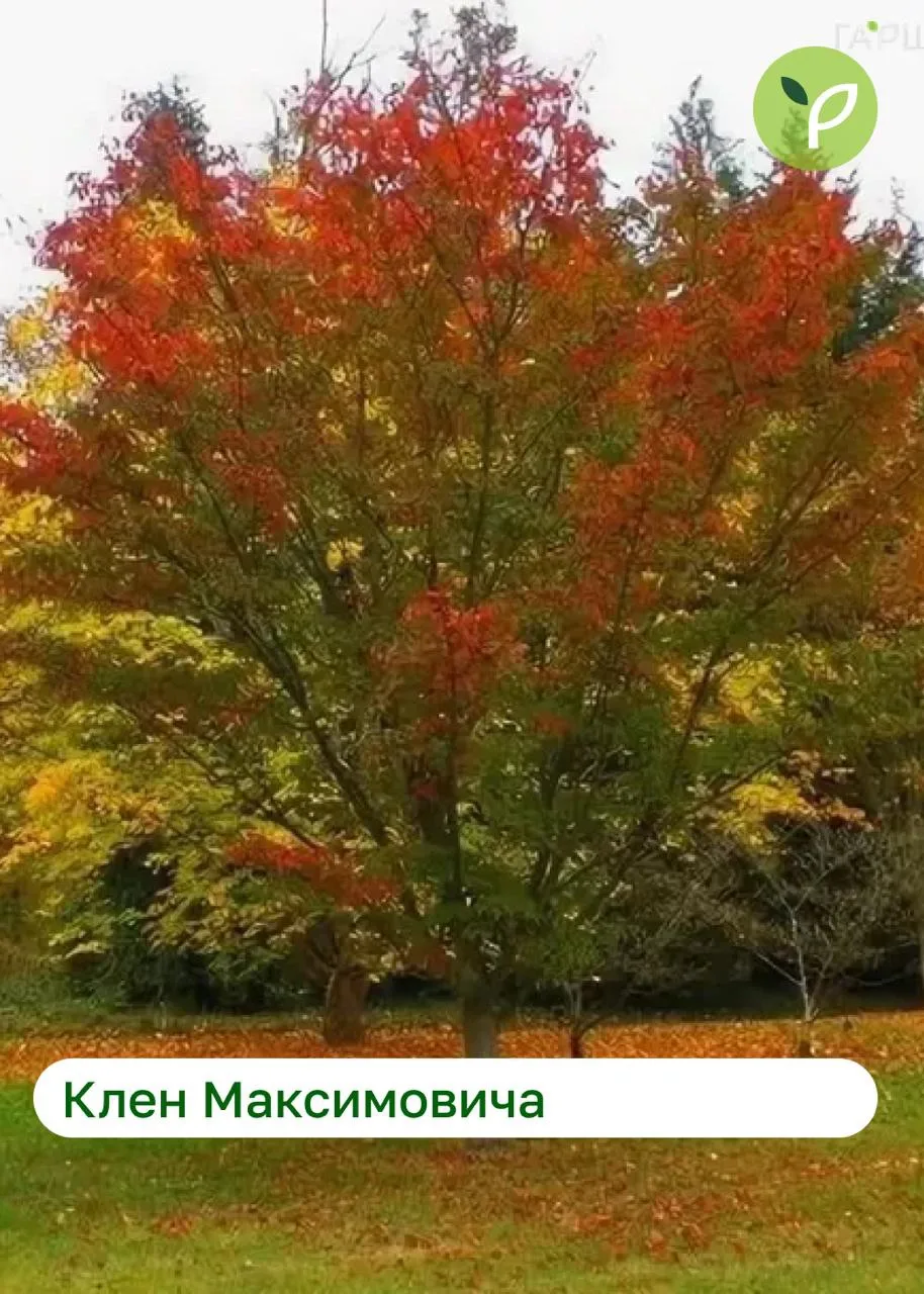 🍁 Декоративные клены: живая графика для вашего сада
