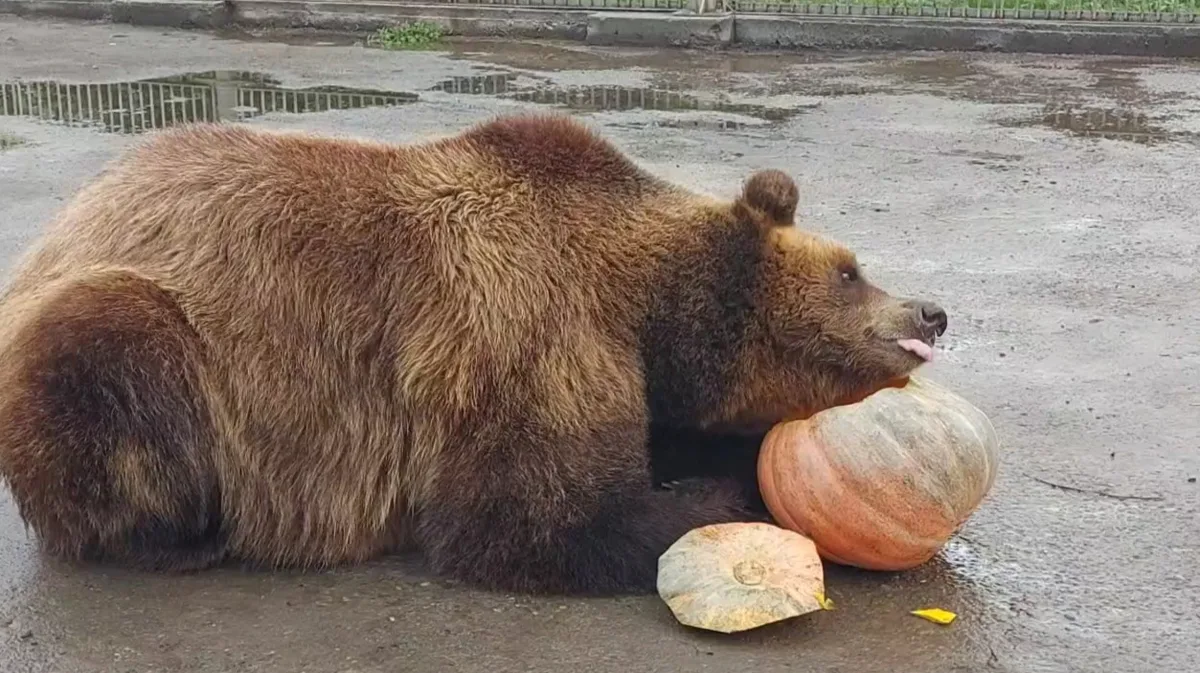 Разбавим ленту медведями не из леса, а из Абаканского зоопарка. Бусинку сотрудники угощ...