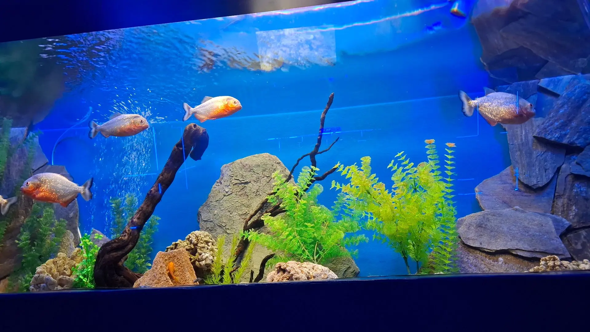🐠 В гостях у океана: как 7М покорял дельфинарий