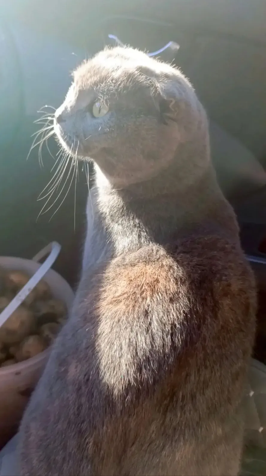 🐈 Пуся и 🦜 Кеша