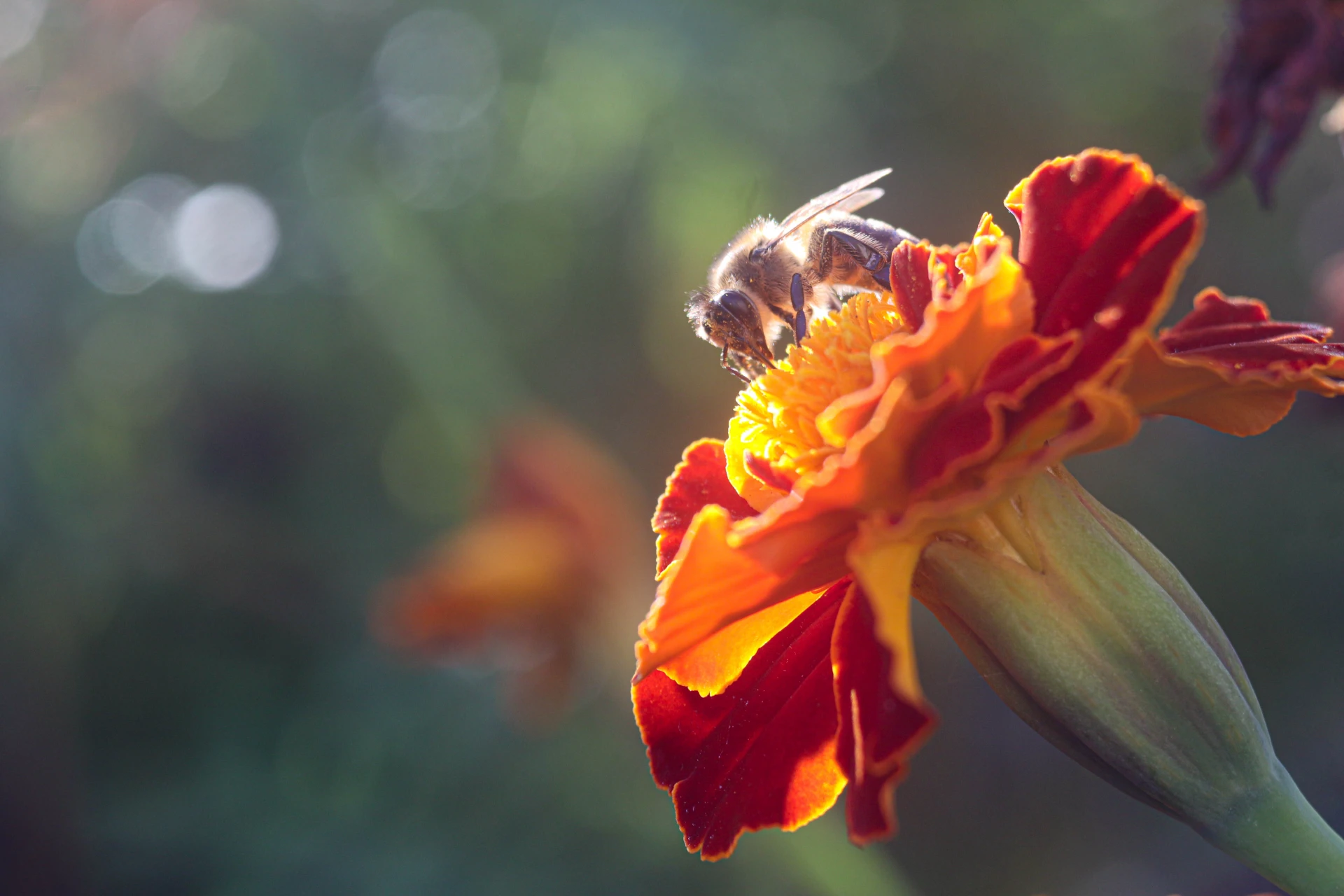 🐝 Бархатцы и их «наездники»