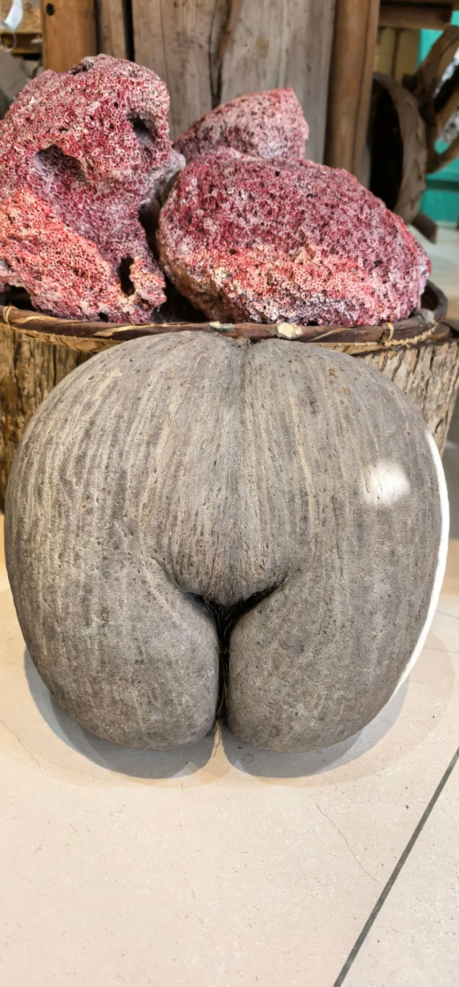 🥥 Легенда Сейшел — Коко-де-мер! 🌴